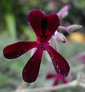Pelargonium sidoides"
